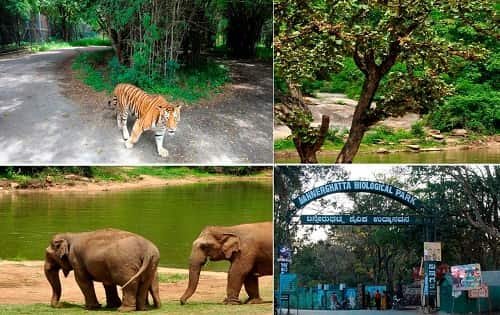 Bannerghatta Zoo – Ticket Price, Timing, Location, Animals, Parking & More