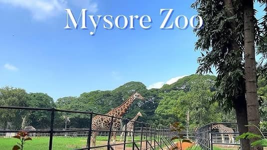 Mysore Zoo – Ticket Price, Timing, Location, Animals, Parking & More