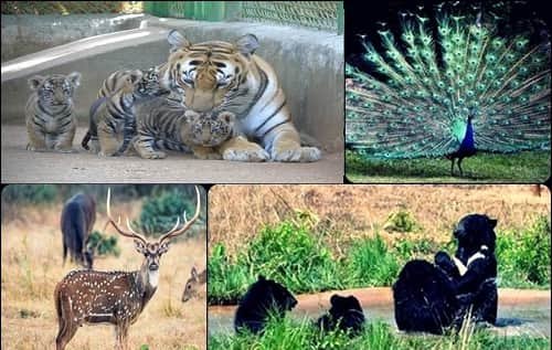 Ormanjhi Zoo (Birsa Zoological Park) – Timing, Ticket Price, Location, Animals, Parking & More