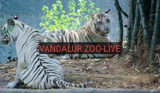 Vandalur Zoo Live