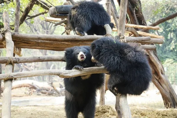 Bear Zoo in India: Ticket Price, Timings, Animals, Nearby Places & How to Reach {2026 Guide}