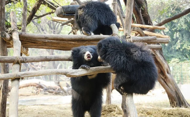 Bear Zoo in India