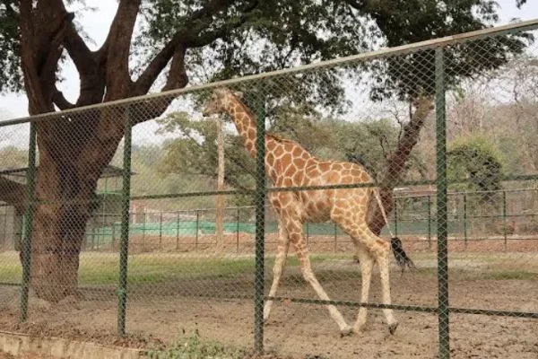 Zoo Tiniali – Timing, Ticket Price, Location, Animals, Parking & More