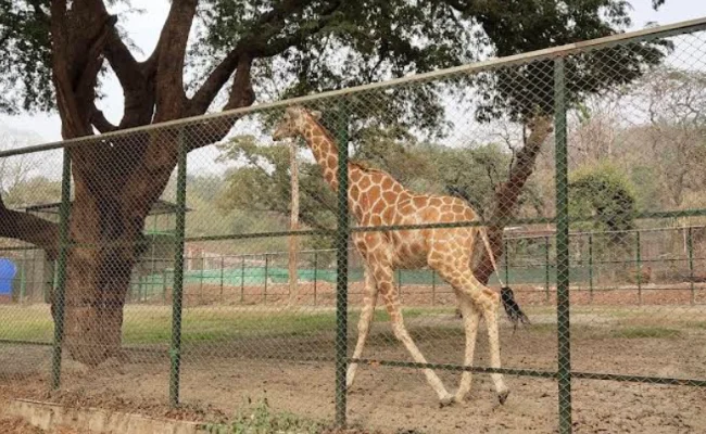 Zoo Tiniali