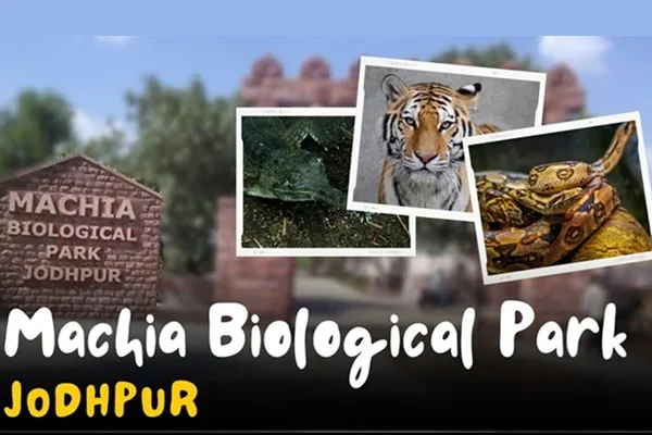 Zoo in Jodhpur: Timing, Ticket Price, Location, History, Attractions, Animals & Major Attraction